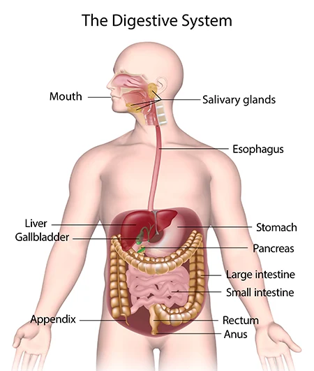 Ağız, yemek borusu, mide, karaciğer, pankreas ve bağırsakların anatomik yerleşimi